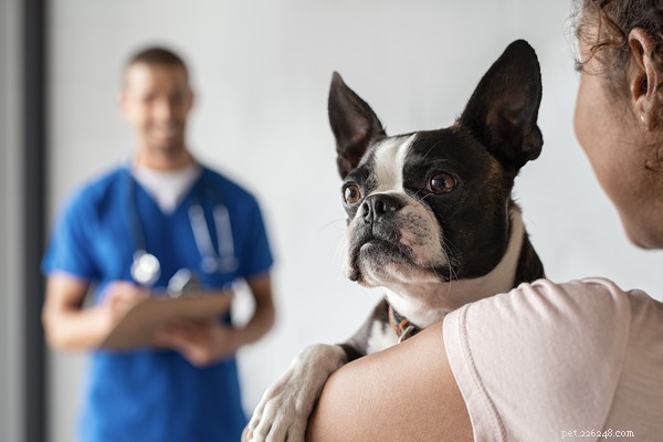 Dog Skin Tags Explained: Causes, Identification, and Safe Removal