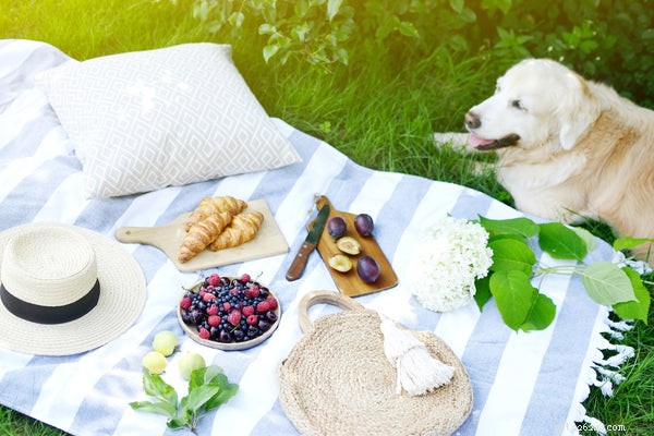 Can Dogs Safely Eat Plums? Understanding the Benefits and Risks