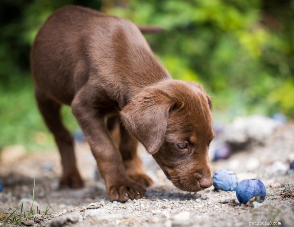 Can Dogs Safely Eat Plums? Understanding the Benefits and Risks