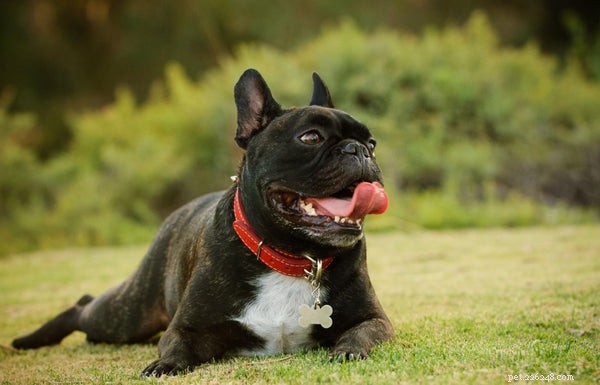 Understanding Dog Hyperventilation: Causes, Symptoms & How to Help