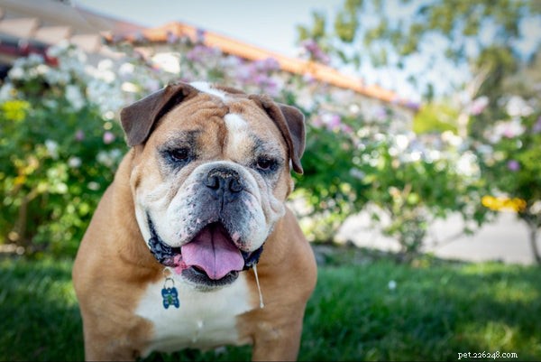 Understanding Dog Hyperventilation: Causes, Symptoms & How to Help