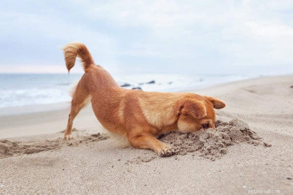 Dog Sneezing Explained: Common Causes & When to Seek Veterinary Care