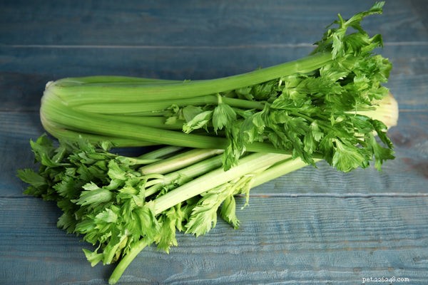 Can Dogs Safely Eat Celery? A Professional Guide to Benefits & Serving Tips