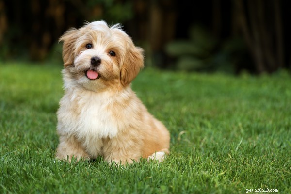 Dog Scooting Explained: Causes, Symptoms, and Solutions for Uncomfortable Butt Dragging