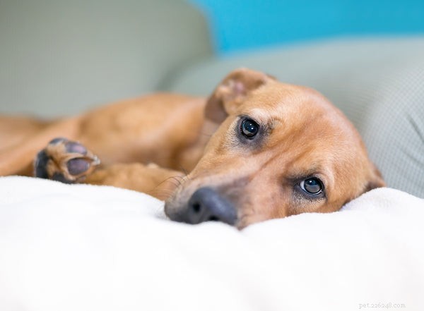 Dog Scooting Explained: Causes, Symptoms, and Solutions for Uncomfortable Butt Dragging