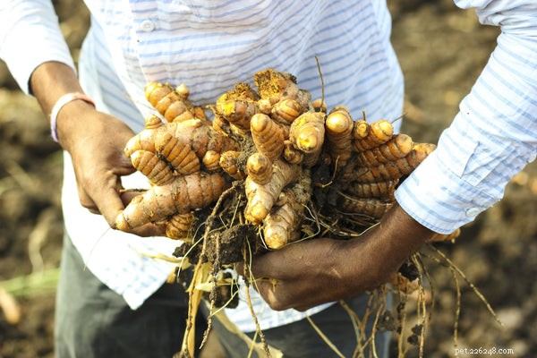 Turmeric for Dogs: Proven Health Benefits of the Golden Spice