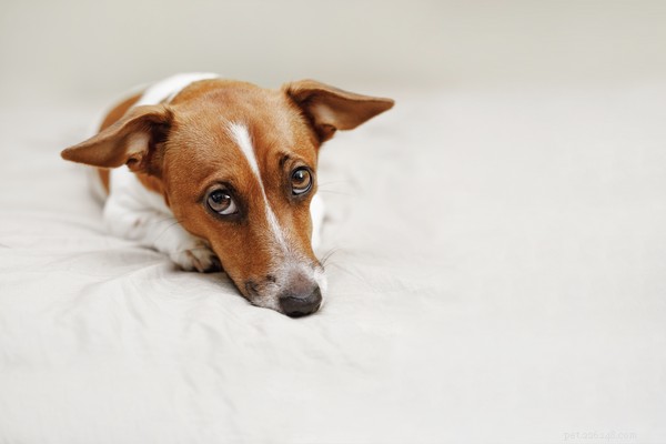 Why Does My Dog Throw Up Undigested Food? Causes & How to Help