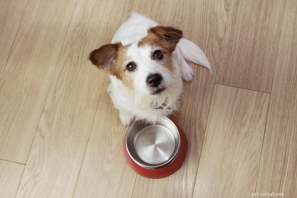 Why Does My Dog Throw Up Undigested Food? Causes & How to Help