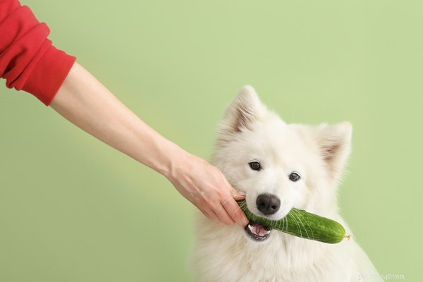 Are Cucumbers Safe for Dogs? Hydration, Health Benefits, and Feeding Tips