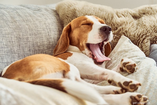 Why Do Dogs Sleep So Much? Understanding Their Rest & Health