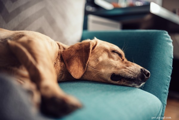 Why Do Dogs Sleep So Much? Understanding Their Rest & Health