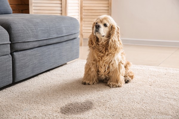 Recognizing UTI Symptoms in Dogs: What to Tell Your Vet
