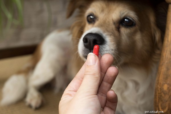 Recognizing UTI Symptoms in Dogs: What to Tell Your Vet