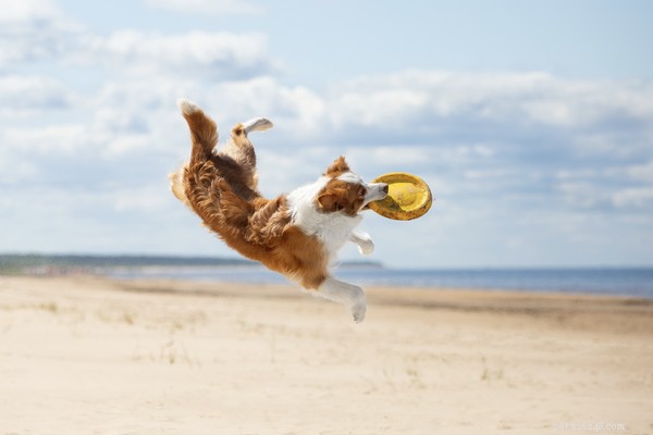 Glucosamine for Dogs: A Proven Solution for Joint Pain Relief