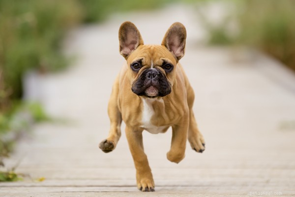 Spotting Reverse Sneezing in Dogs: A Practical Guide
