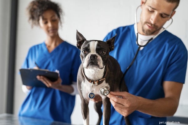 Spotting Reverse Sneezing in Dogs: A Practical Guide