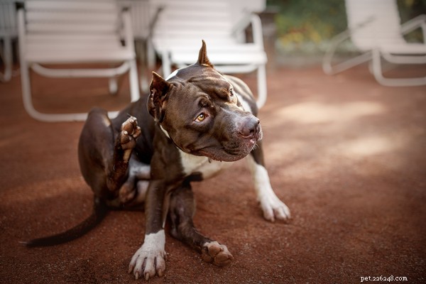 What to Do If Your Dog Is Losing Hair: Causes, Symptoms & Solutions