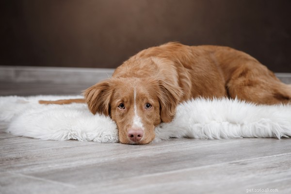 What to Do If Your Dog Is Losing Hair: Causes, Symptoms & Solutions