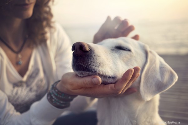 Are Cranberries Safe for Dogs? A Guide to Feeding Your Pet This Superfood