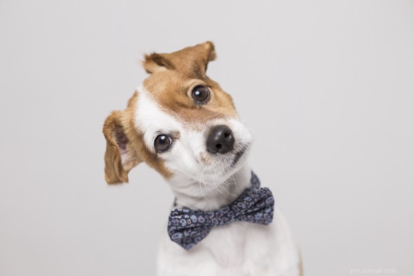 Are Cranberries Safe for Dogs? A Guide to Feeding Your Pet This Superfood