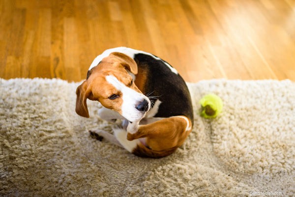 What Causes My Dog’s Itchiness and How to Relieve It