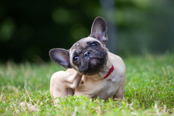 What Causes My Dog’s Itchiness and How to Relieve It