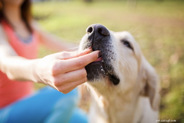 Choosing the Right Dog Food for Allergies: Expert Tips & Alternatives