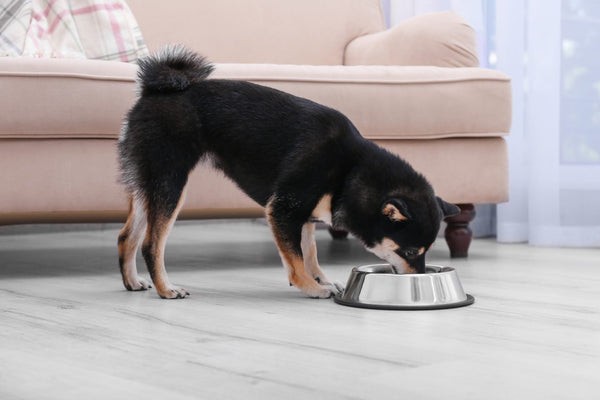 Sweet Potatoes for Dogs: Safe, Nutritious, and How to Serve Them