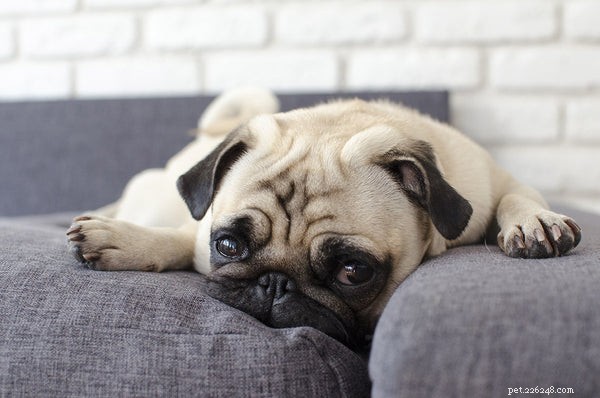 Blood in Your Dog’s Stool: Causes, Signs, and How to Respond