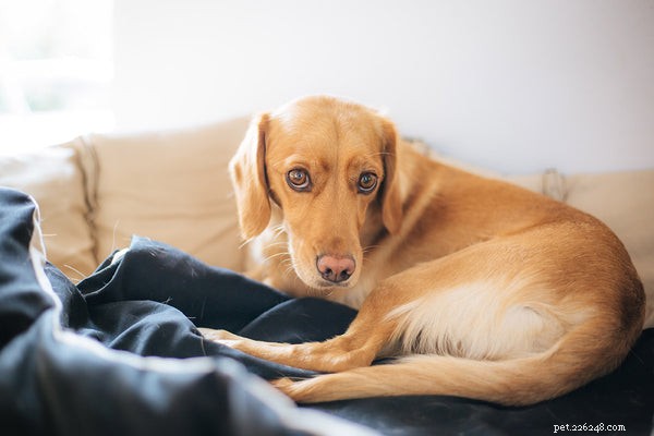 Blood in Your Dog’s Stool: Causes, Signs, and How to Respond