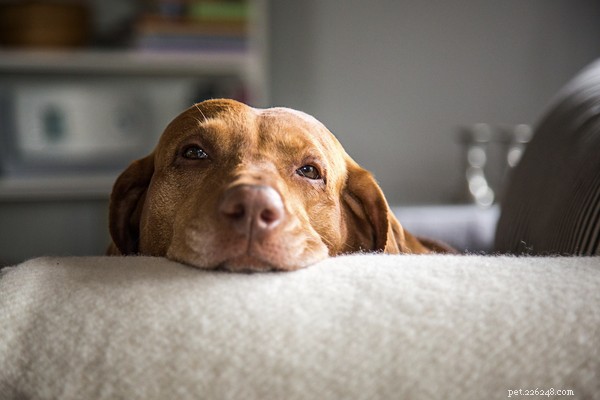 Identifying and Managing Kennel Cough: Essential Tips for Dog Owners