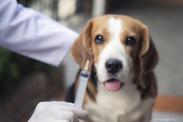 Identifying and Managing Kennel Cough: Essential Tips for Dog Owners