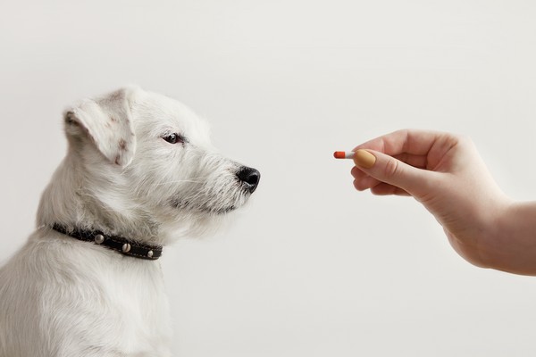 Can You Safely Give Your Dog Benadryl? A Complete Guide to the Pink Allergy Pill