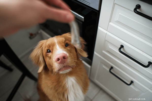Is Fish Safe for Dogs? A Comprehensive Guide to Choosing and Serving Healthy Fish