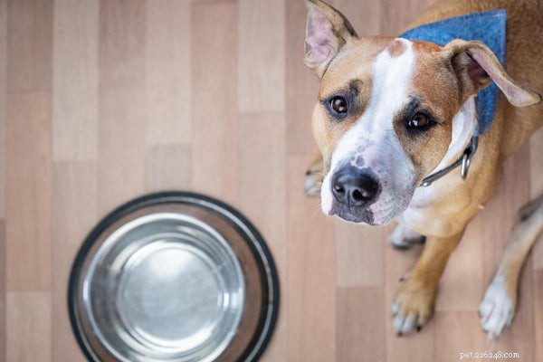 Is Fish Safe for Dogs? A Comprehensive Guide to Choosing and Serving Healthy Fish