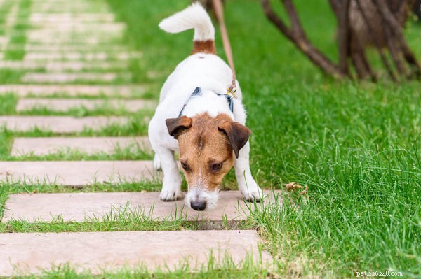 Understanding Dog Teeth Chattering: Causes, Symptoms, and What to Do