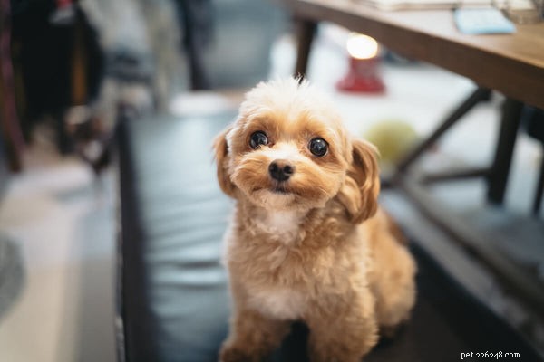Fiber for Dogs: Enhancing Digestion and Gut Health with Top Natural Sources