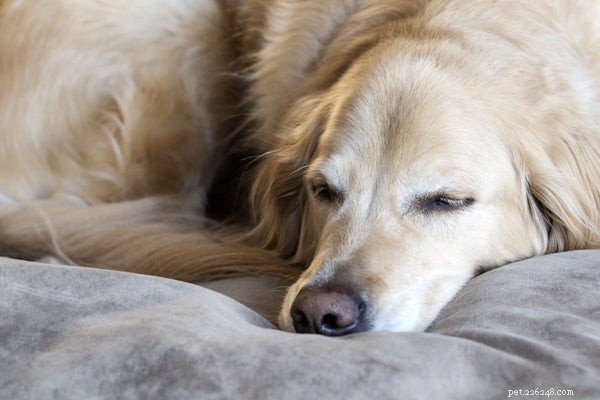 Managing Dog Joint Pain: Proven Tips for Pain Relief & Mobility