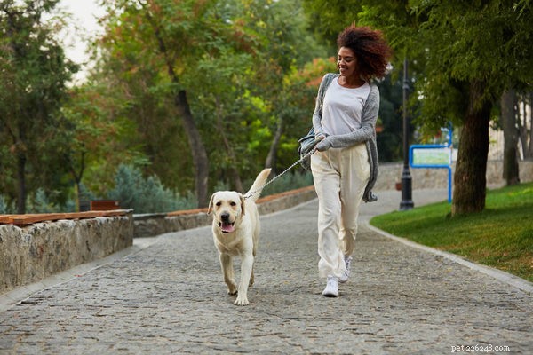 Managing Dog Joint Pain: Proven Tips for Pain Relief & Mobility