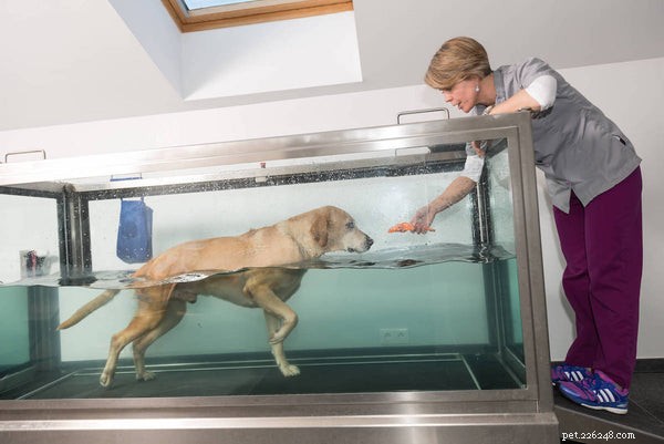 Managing Dog Joint Pain: Proven Tips for Pain Relief & Mobility
