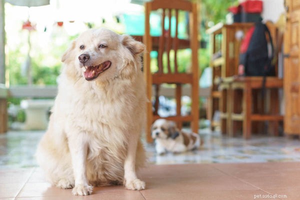 Managing Dog Joint Pain: Proven Tips for Pain Relief & Mobility