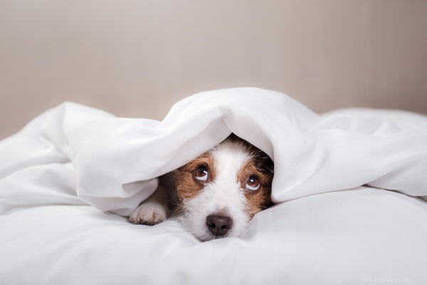 Melatonin for Dogs: Safety, Benefits, and Best Practices
