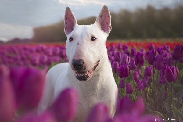 Understanding Why Your Dog Licks the Air: Causes, Concerns, and What to Do