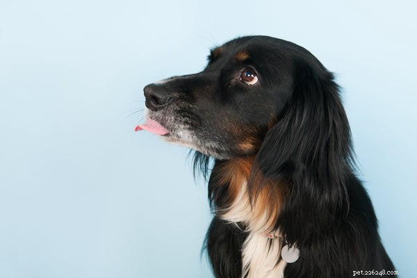 Understanding Why Your Dog Licks the Air: Causes, Concerns, and What to Do