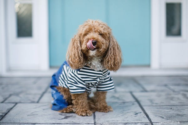 Understanding Why Your Dog Licks the Air: Causes, Concerns, and What to Do