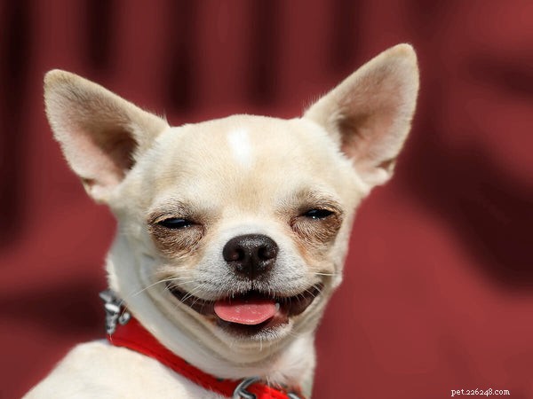 Why Do Dogs Fart? Understanding the Causes of Pet Flatulence