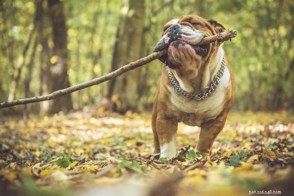 Why Do Dogs Fart? Understanding the Causes of Pet Flatulence