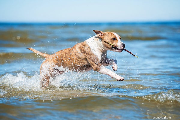 Why Do Dogs Fart? Understanding the Causes of Pet Flatulence