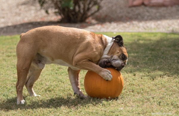 Can Dogs Safely Eat Pumpkin? Expert Feeding Guide & Health Benefits