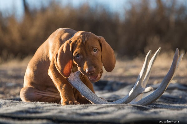 Clean Your Dog’s Teeth Without Brushing: 5 Proven Alternatives